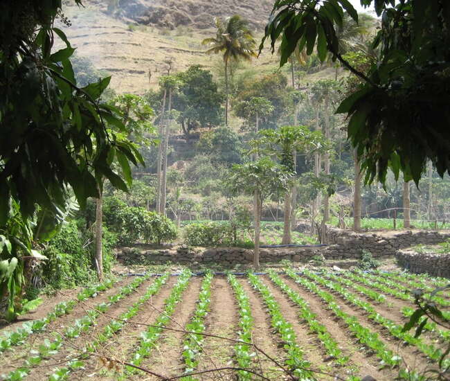 Kapverdische Insel Santiago : Highlights : Wanderung zum Poilon durch die Felder