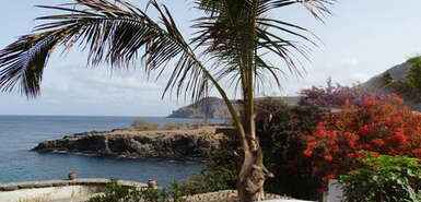 Santiago: Blick über Palmen und blühende Bäume mit Meer im Hintergrund