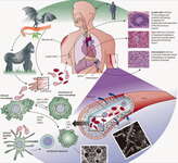Aus: Heinz Feldmann und Thomas W. Geisbert, Ebola haemorrhagic fever, in: Lancet, 2011, March 5; 377(9768): 849–862. doi:10.1016/S0140-6736(10)60667-8