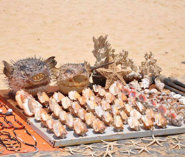 Kapverdische Badeinsel Sal Schätze des Meeres