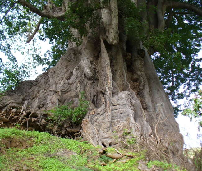 Kapverden individuelle Rundreise: Poilon
