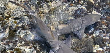 Baby-Haie im Wasser mit Steinen im Untergrund