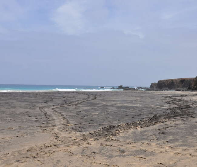 Kapverdische Insel Maio Schildkrötenspuren Eiablage