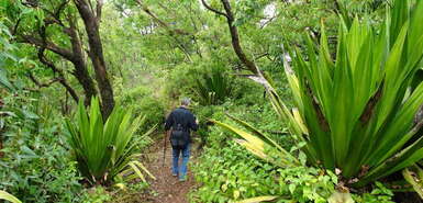 Kap Verde: Wanderin läuft durch grüne dichtbewachsene Landschaft