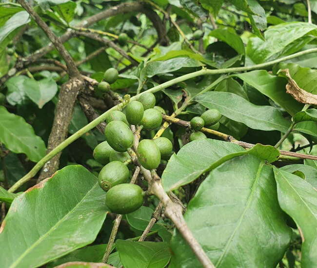 Grüne Kaffeepflanze mit grünen Kaffeebohnen