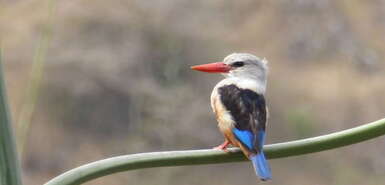 Kap Verde - Graukopfliest - Grey Headed Kingfisher - Halcyon leucocephala