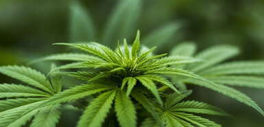 Cannabispflanze