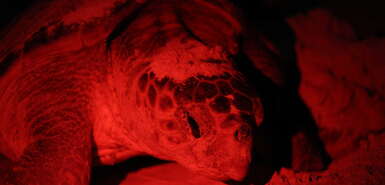 Schildkröte im Rotlicht bei der Eiablage