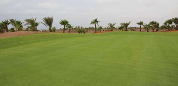 Grüner Rasen zum Golfen und im Hintergrund Palmen