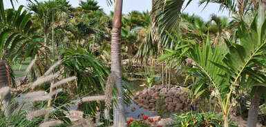 Mit Palmen und Gräsern gesäumter Teich im Botanischen Garten auf Sal