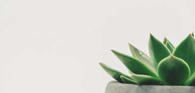 Sukkulente im Blumentopf