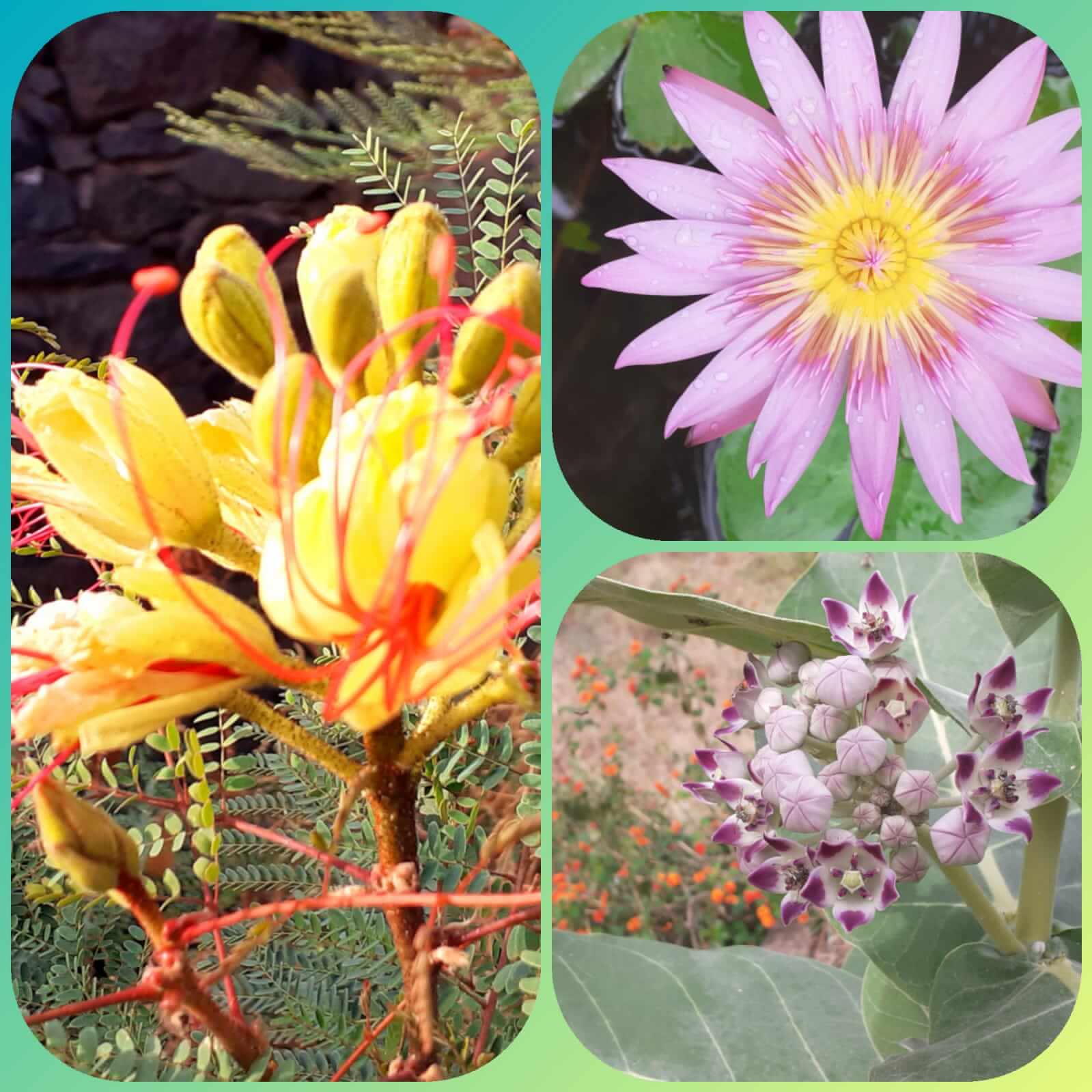 Kapverdische Pflanzenvielfalt in drei Bildern dargestellt